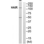 Hairless Antibody in Western Blot (WB)