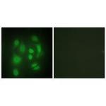 HnRNP Q Polyclonal Antibody