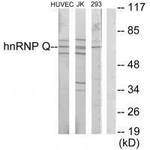 HnRNP Q Antibody in Western Blot (WB)