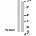 MSC Antibody in Western Blot (WB)