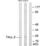 APRIL Antibody in Western Blot (WB)
