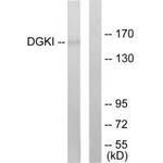 DGKI Antibody in Western Blot (WB)