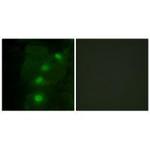 ALX3 Antibody in Immunocytochemistry (ICC/IF)