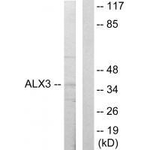 ALX3 Antibody in Western Blot (WB)