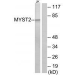 MYST2 Antibody in Western Blot (WB)