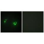 HGK Polyclonal Antibody