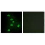 EAR2 Polyclonal Antibody