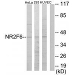 EAR2 Antibody in Western Blot (WB)