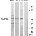 PRKCSH Antibody in Western Blot (WB)