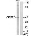 CKMT2 Antibody in Western Blot (WB)