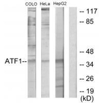 ATF1 Antibody in Western Blot (WB)