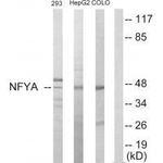 NFYA Antibody in Western Blot (WB)