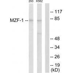 MZF1 Antibody in Western Blot (WB)