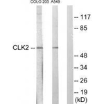 CLK2 Polyclonal Antibody