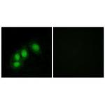 HINT1 Polyclonal Antibody