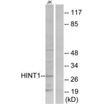HINT1 Antibody in Western Blot (WB)