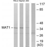 MNAT1 Antibody in Western Blot (WB)