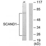 SCAND1 Antibody in Western Blot (WB)