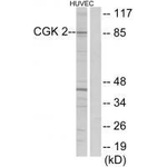 cGKII Polyclonal Antibody