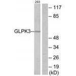Glycerol kinase 3 Antibody in Western Blot (WB)