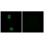 KIAA0100 Polyclonal Antibody