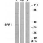 GPR68 Polyclonal Antibody