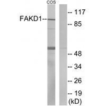 FASTKD1 Polyclonal Antibody