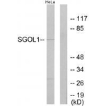 SGOL1 Antibody in Western Blot (WB)