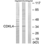 CDKL4 Antibody in Western Blot (WB)