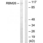 RBM26 Polyclonal Antibody