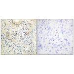 ANO7 Antibody in Immunohistochemistry (Paraffin) (IHC (P))