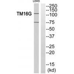 ANO7 Antibody in Western Blot (WB)