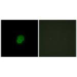 ARMX2 Polyclonal Antibody