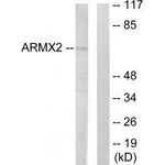 ARMX2 Antibody in Western Blot (WB)