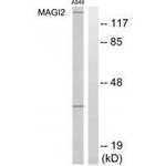MAGI2 Polyclonal Antibody