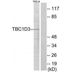 TBC1D3 Antibody in Western Blot (WB)