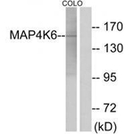 MINK1 Antibody in Western Blot (WB)