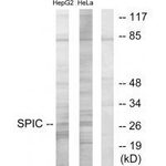 SPIC Polyclonal Antibody