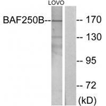 ARID1B Antibody in Western Blot (WB)