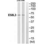 EPS8L3 Antibody in Western Blot (WB)