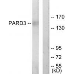 PARD3 Antibody in Western Blot (WB)