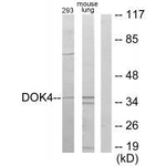 DOK4 Polyclonal Antibody