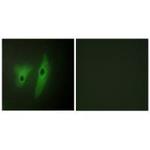 DUSP19 Polyclonal Antibody