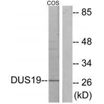 DUSP19 Antibody in Western Blot (WB)