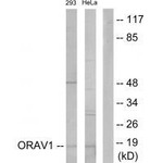 ORAOV1 Polyclonal Antibody