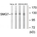 SMG7 Antibody in Western Blot (WB)