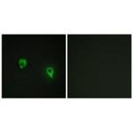 AKAP1 Antibody in Immunocytochemistry (ICC/IF)