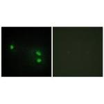 HIST1H2BH Antibody in Immunocytochemistry (ICC/IF)