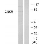 CNKSR1 Antibody in Western Blot (WB)