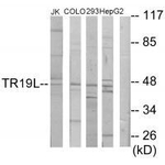 TNFRSF19L Polyclonal Antibody